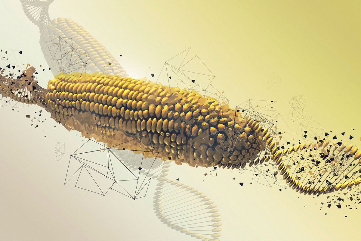 Genetically modified corn on the cob, illustration (Getty Images/VICTOR HABBICK VISIONS/SCIENCE PHOTO LIBRARY)