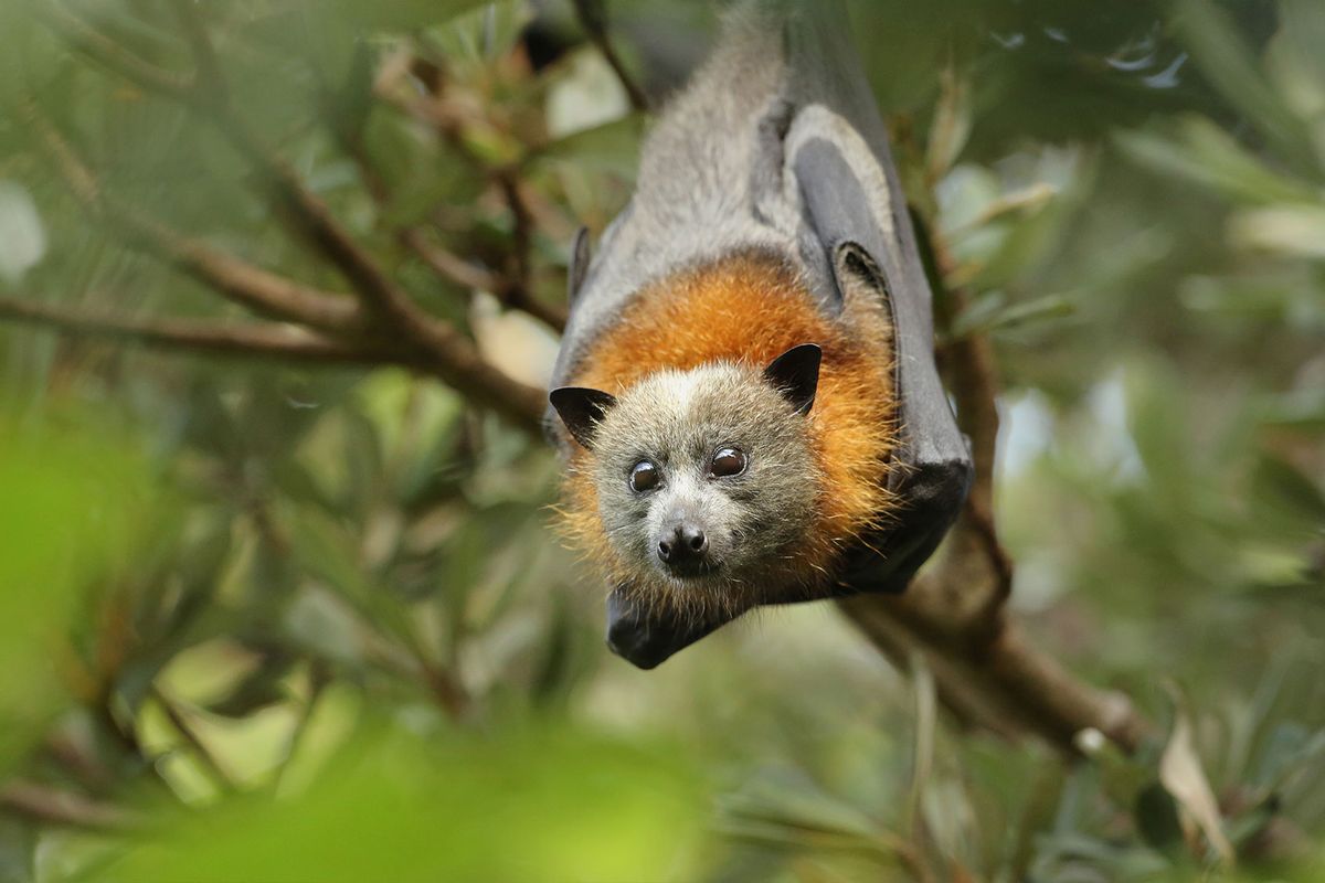 Grey-Headed Flying Fox (Getty Images/Jamie Lamb)