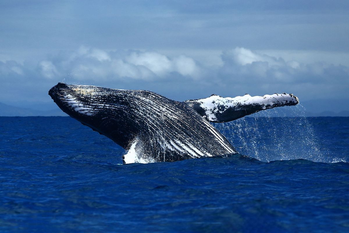 Jumping humpback whale (Getty Images/Mi. Sha)
