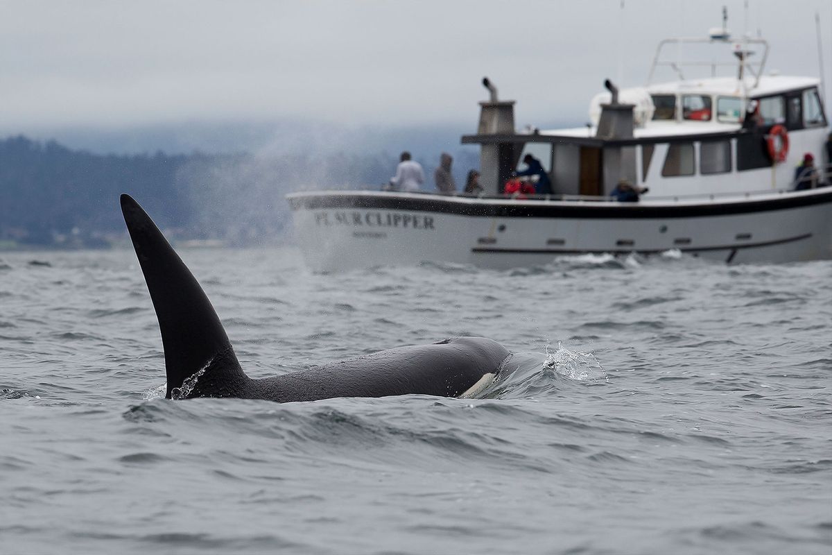 Killer Whale near a boat (Getty Images/Chase Dekker Wild-Life Images)