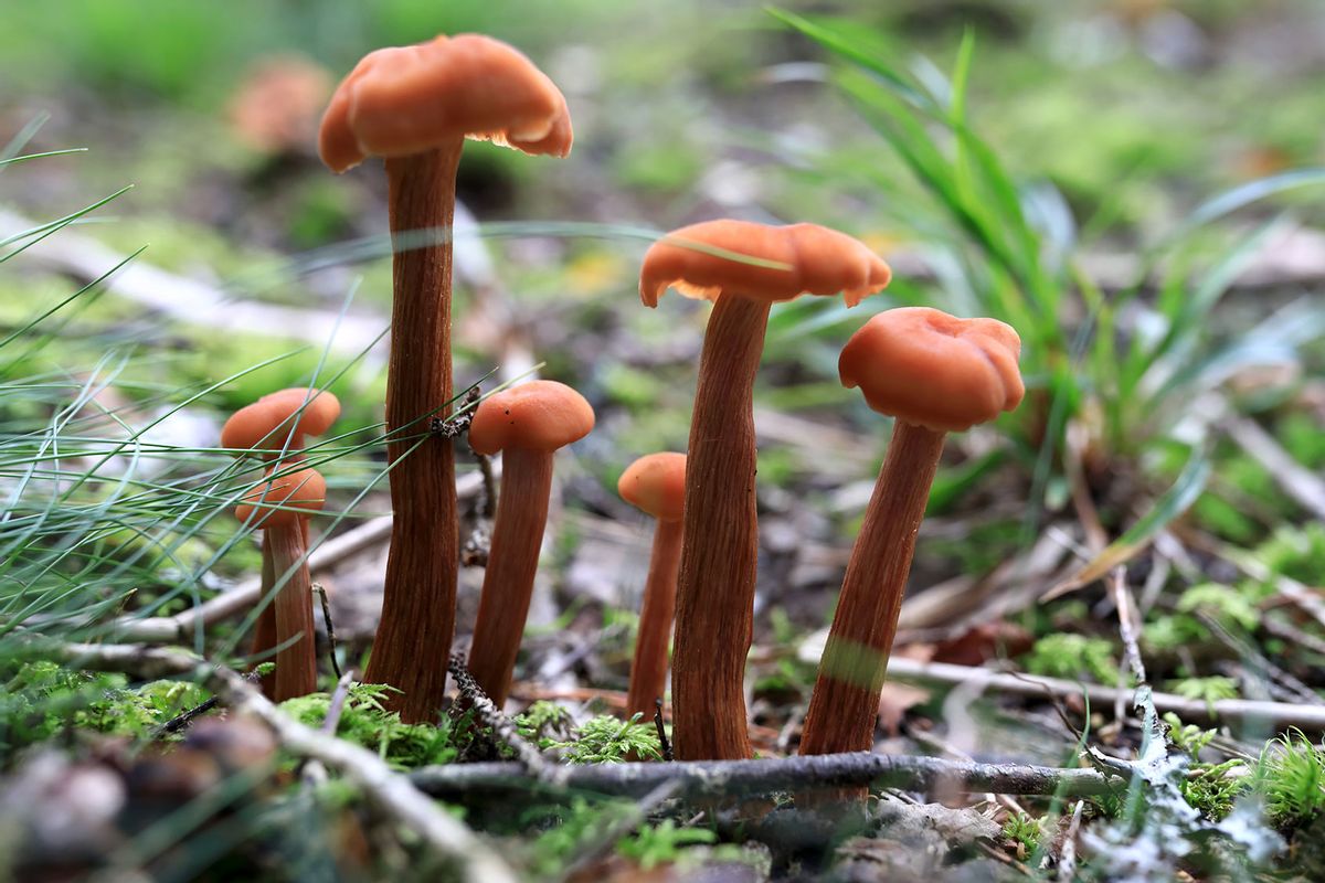 Laccaria bicolor mushrooms (Getty Images/Radist)