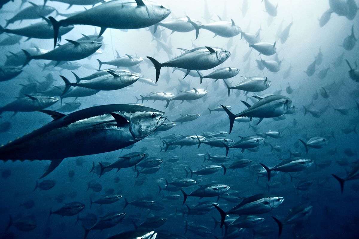 Large group of Yellowfin tuna (Getty Images/Giordano Cipriani)