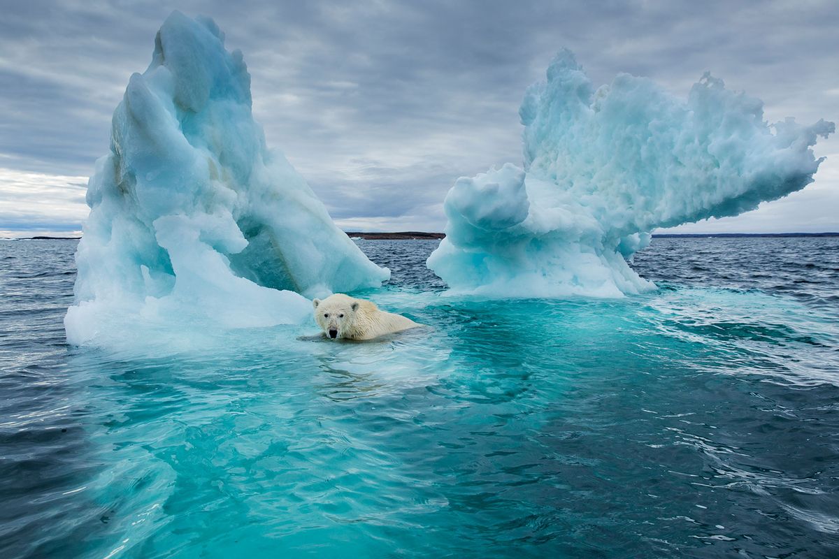 Polar Bear (Ursus maritimus) swimming beside melting iceberg near Arctic Circle on Hudson Bay (Getty Images/Paul Souders)