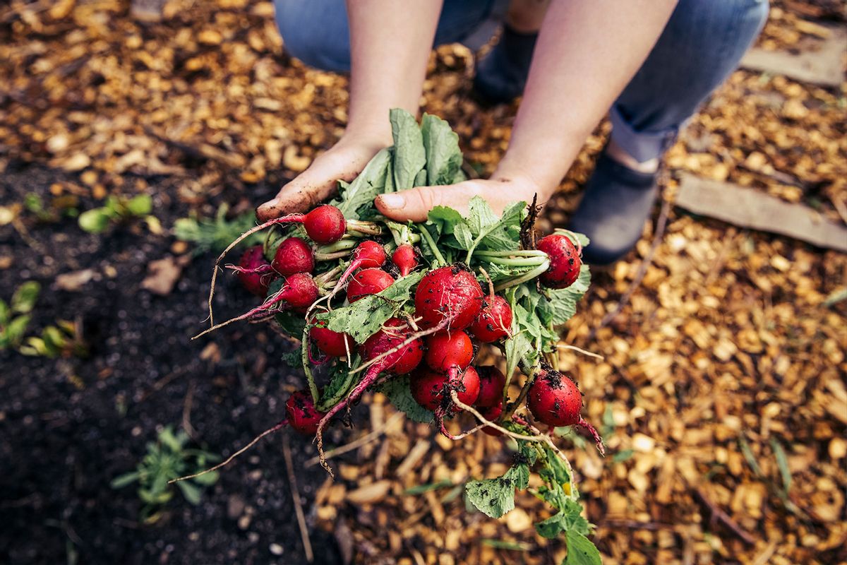 Woman holding fresh picked radishes in the garden (Getty Images/The Good Brigade)