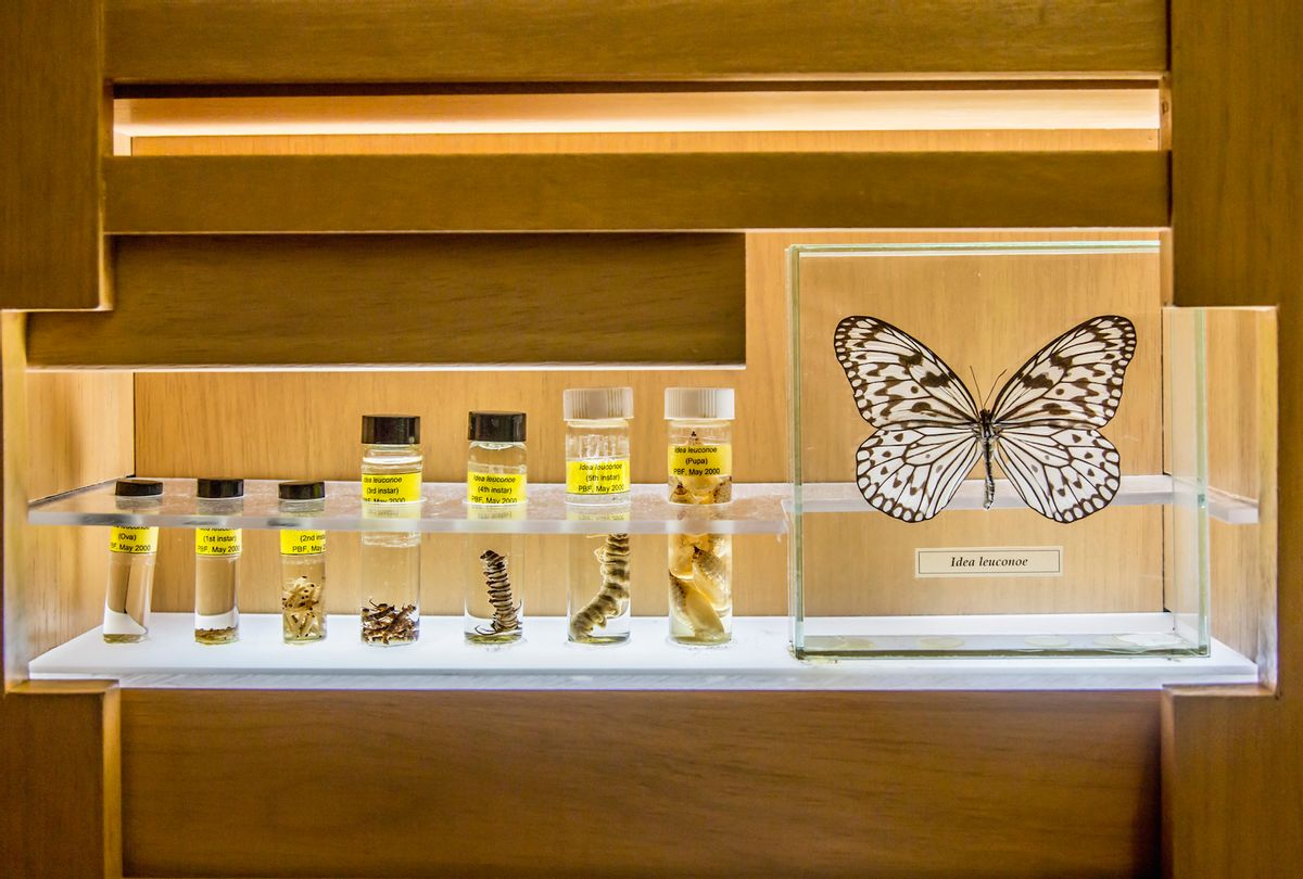 Butterfly specimens in research lab (Getty Images/Inti St Clair)