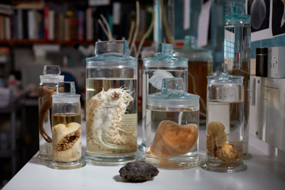 A selection of deep-sea specimens from the Natural History Museum in London's collection. (Trustees of the Natural History Museum London)