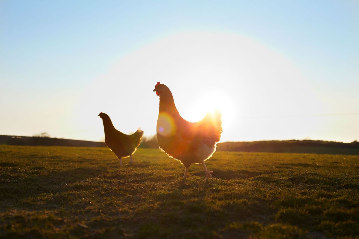 Two free-range chickens at sunrise (Getty Images/Ezra Bailey)