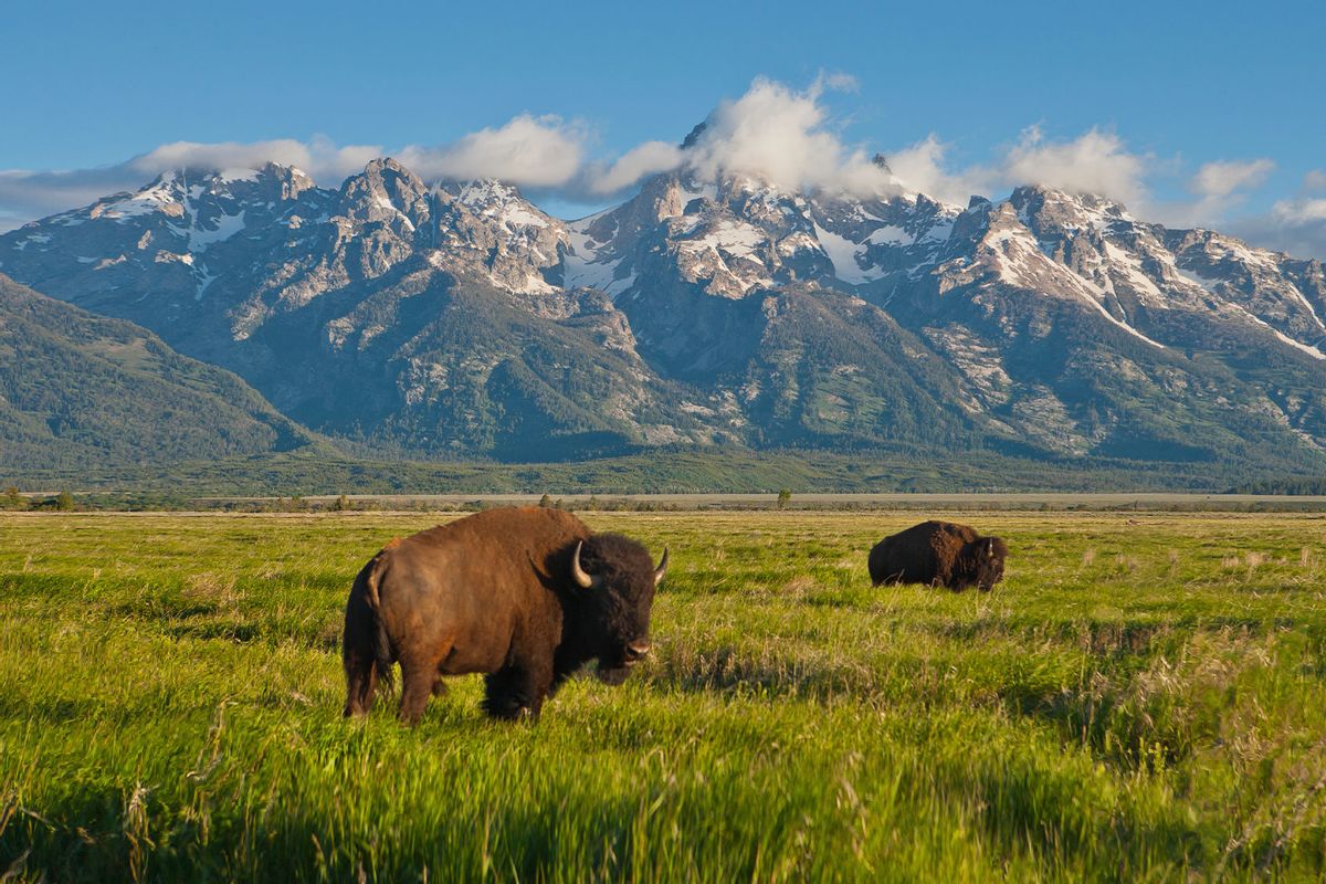 Bison at Grand Teton National Park (Getty Images/Danny Lehman)