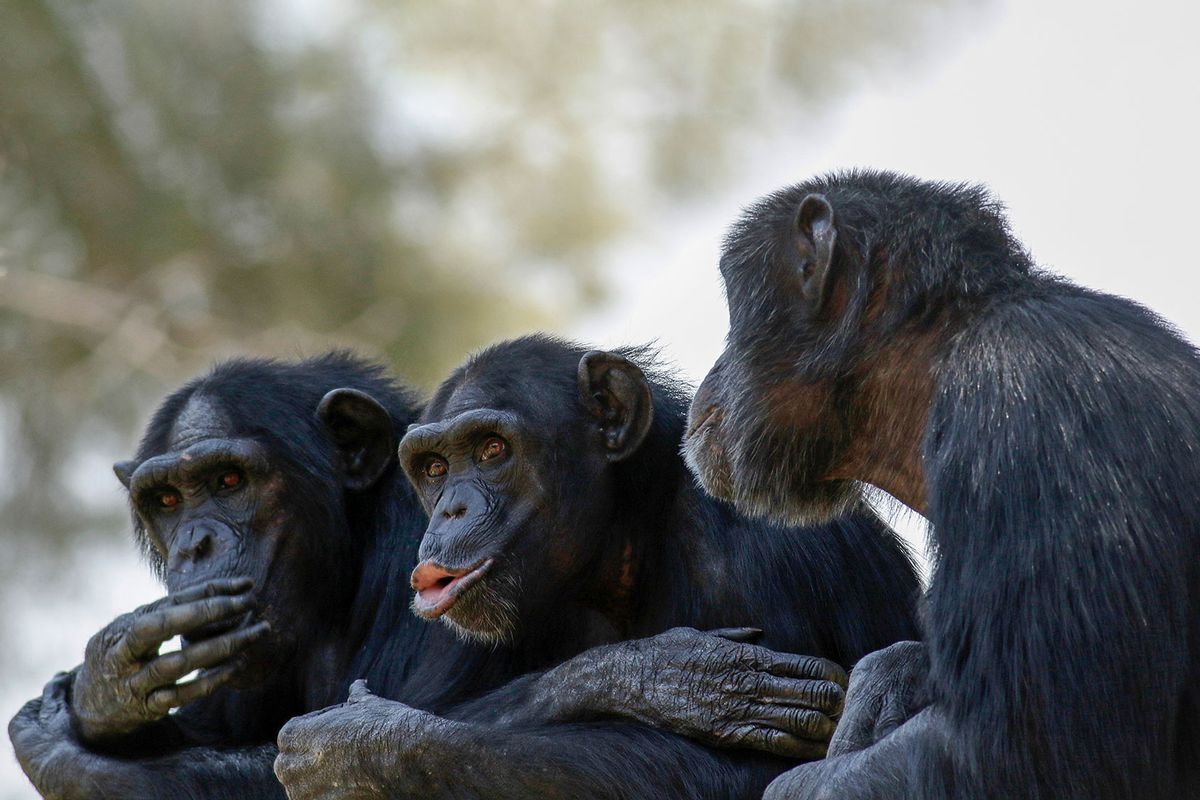 Three chimpanzees (Pan troglodytes) socializing. (Getty Images/PHOTOSTOCK-ISRAEL/SCIENCE PHOTO LIBRARY)