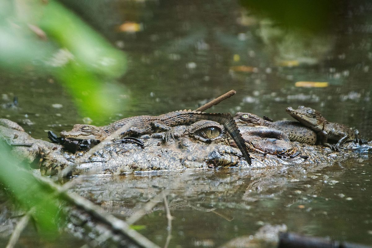 Wild saltwater crocodile babies rest on the head of their mother (Then Chih Wey/Xinhua via Getty Images)