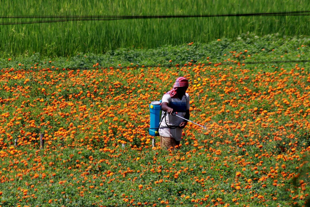A farmer spraying pesticide on Marigold flowers in a field. (Debajyoti Chakraborty/NurPhoto via Getty Images)