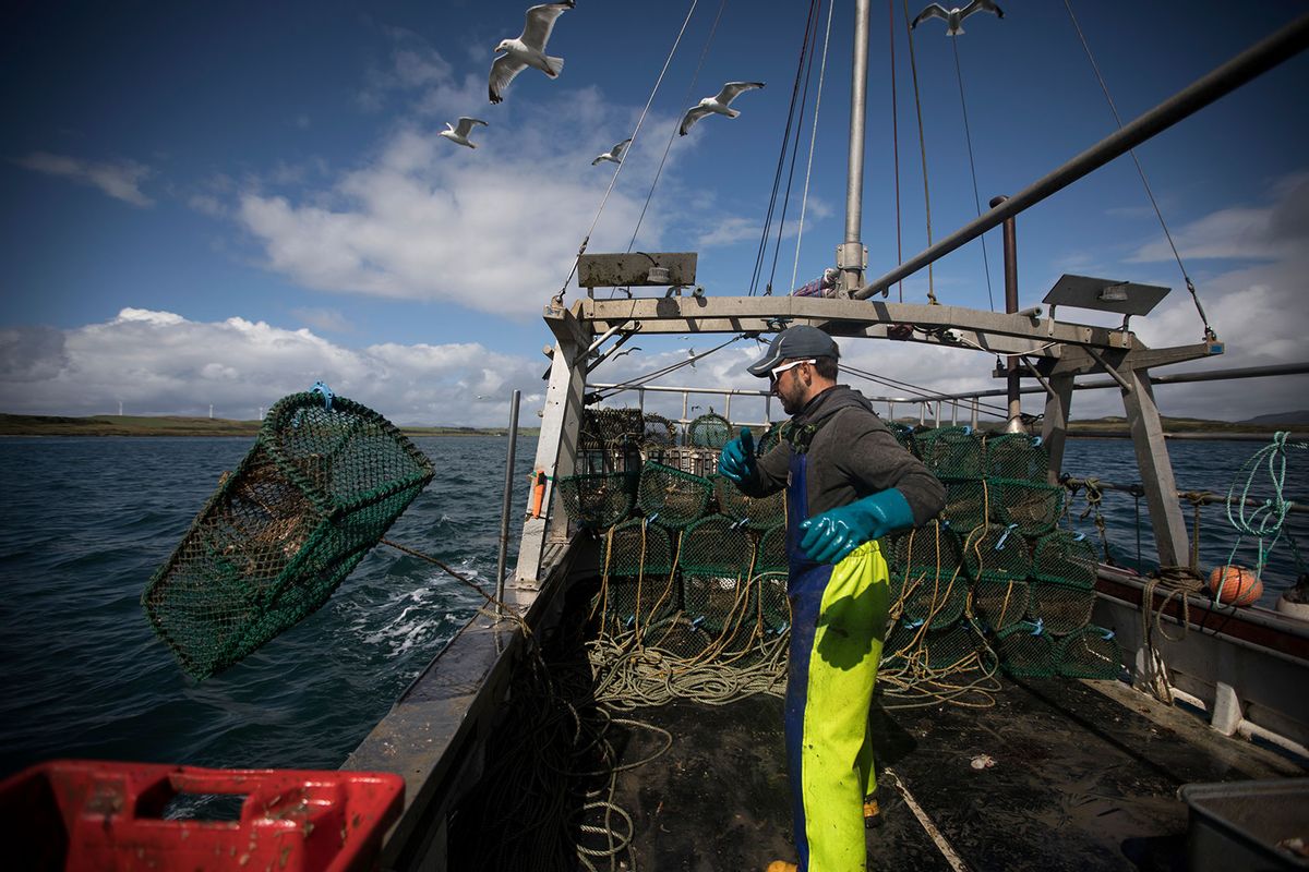 A member of the crew on the 'My Tara' casting a creel from the boat off the island of Luing in Argyll and Bute on Scotland's west coast. The 'My Tara' is owned and skippered by Neil MacQueen from Luing, who has been fishing the waters all his working life for lobster, crabs and prawns. (Colin McPherson/Corbis via Getty Images)