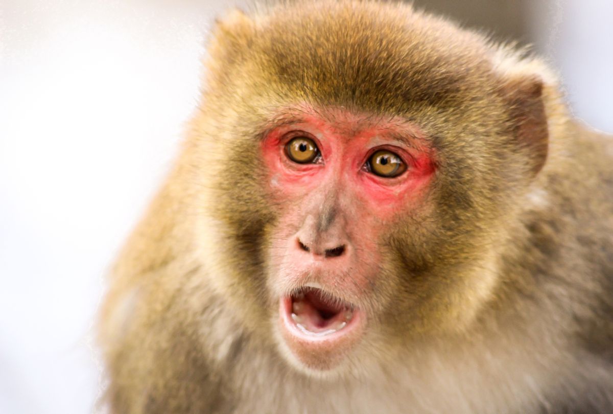 Rhesus macaque (Macaca Mulatta) — (Getty Images/Adeel_Ahmad93)