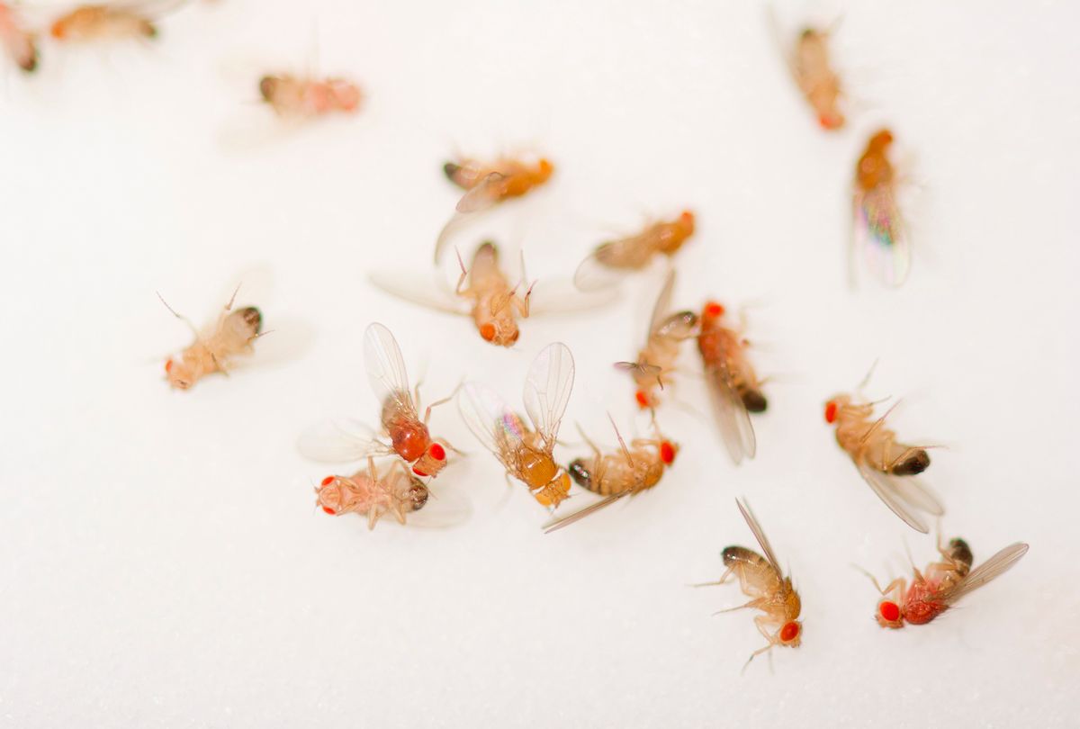 Closeup of a bunch of dead fruit flies (stockstudioX via Getty Images)