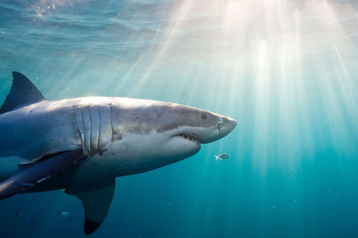 Great White Shark (Getty Images/Stephen Frink)