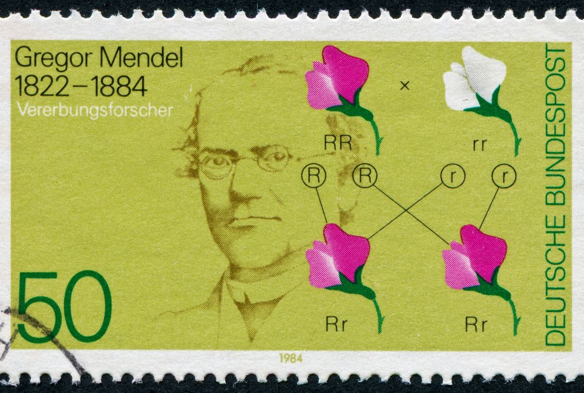 Canceled stamp from Germany featuring genetic scientist Gregor Mendel (Getty/traveler1116)