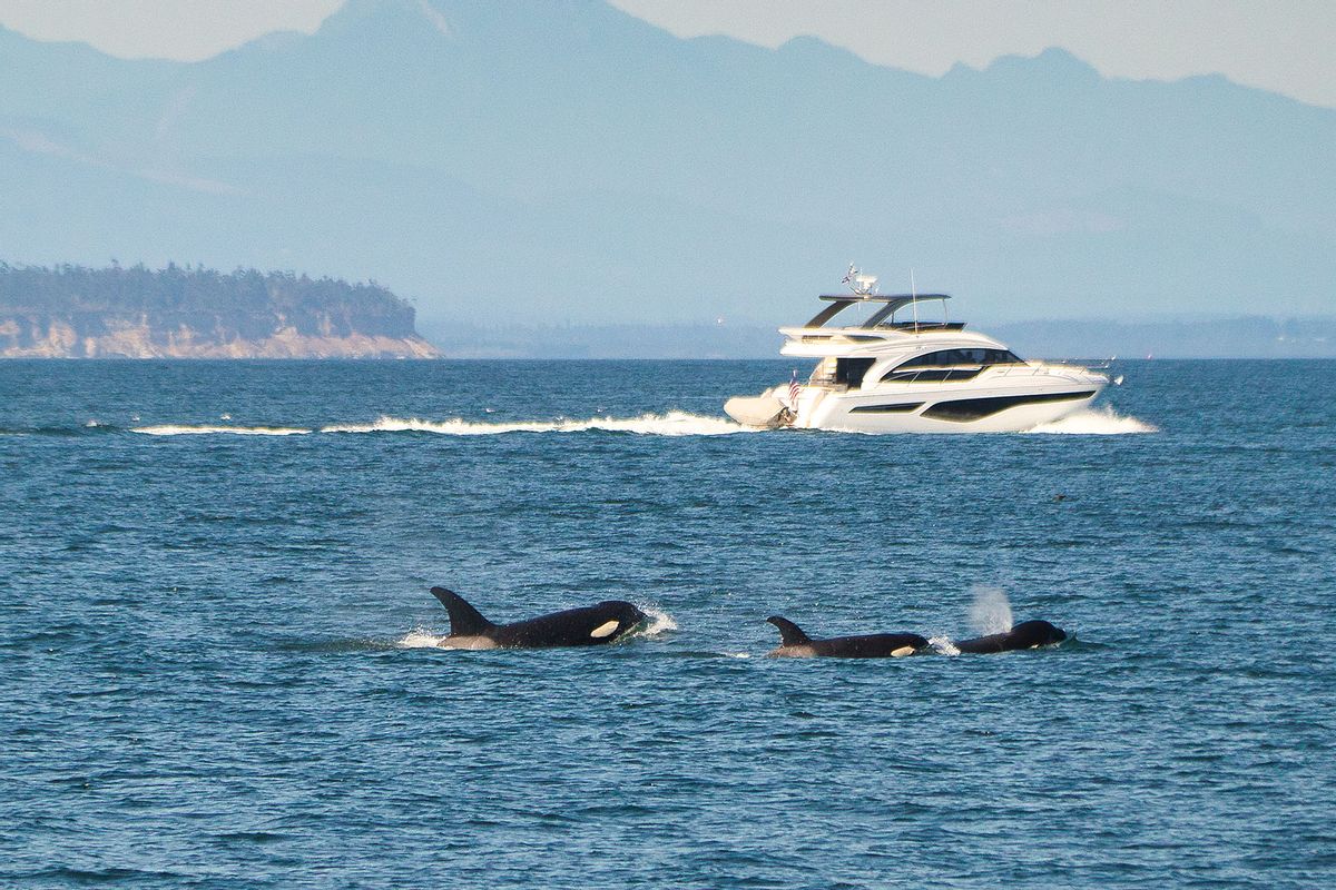 Killer Whale family with Yacht (Getty Images/Jackson Roberts)