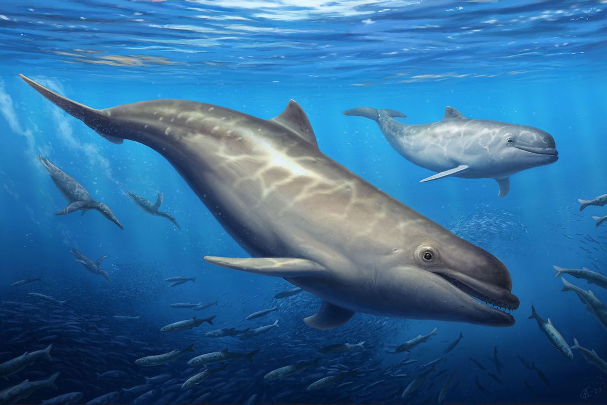 Life reconstruction of Olympicetus thalassodon pursuing a school of fishes alongside plotopterid birds (background) somewhere in the eastern North Pacific Ocean. (Art by Cullen Townsend)