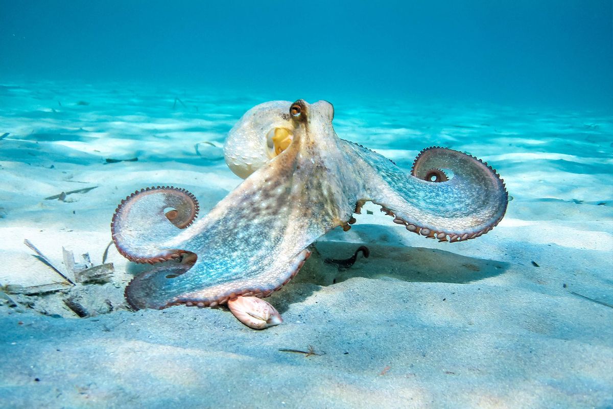 Octopus in action (Getty Images/Nikos Stavrinidis/500px)