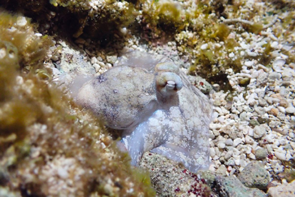 During quiet sleep, octopus laqueus appears white and motionless. This quiet sleep is punctuated by bursts of sleep that show wake-like activity (active sleep) roughly every hour. (Keishu Asada / Okinawa Institute of Science and Technology)