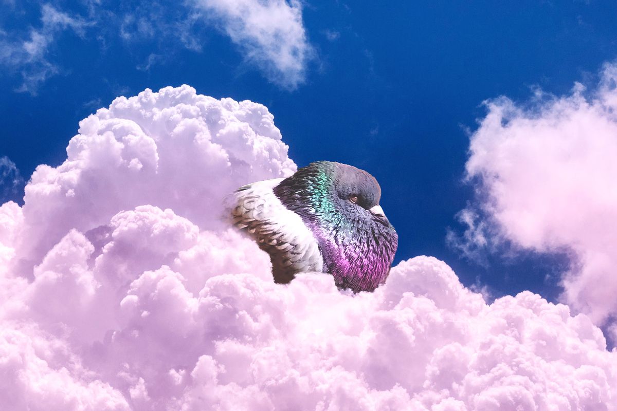 Sleepy Pigeon (Photo illustration by Salon/Getty Images)
