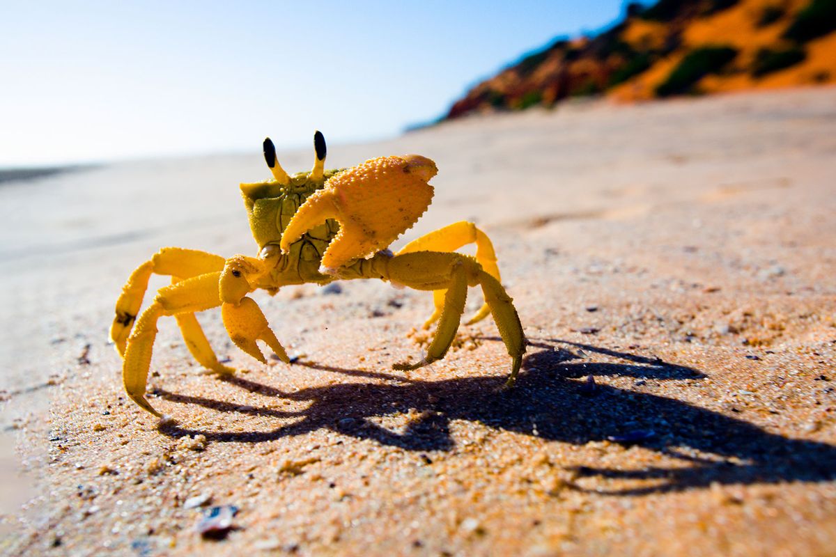 Yellow crab on the beach (Getty Images/Bob Stefko)