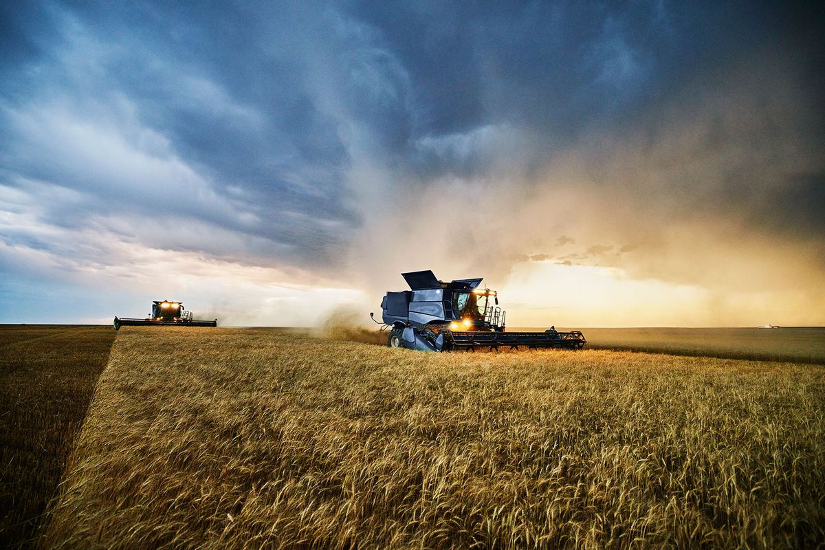 Wide shot of combines harvesting wheat with storm clouds in background during harvest on summer evening (Getty Images/Thomas Barwick)