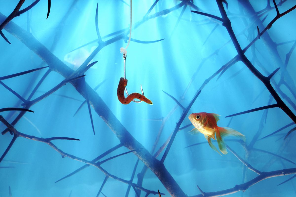 Goldfish enticement (Getty Images/Chris Collins)