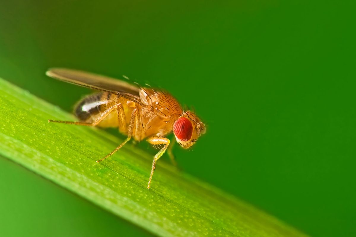 Fruit fly (Drosophila Melanogaster) on a leaf (Getty Images/janeff)