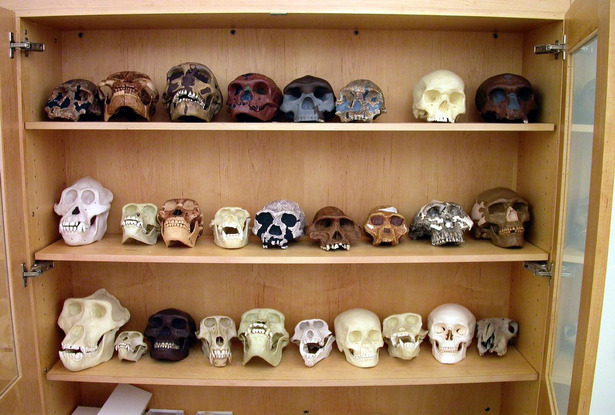 Cabinet of replica human fosil skulls. From a college dept of Anthropology. (kickstand via Getty Images)