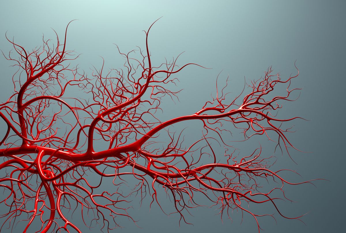 Vascular system CGI (Storman via Getty Images)