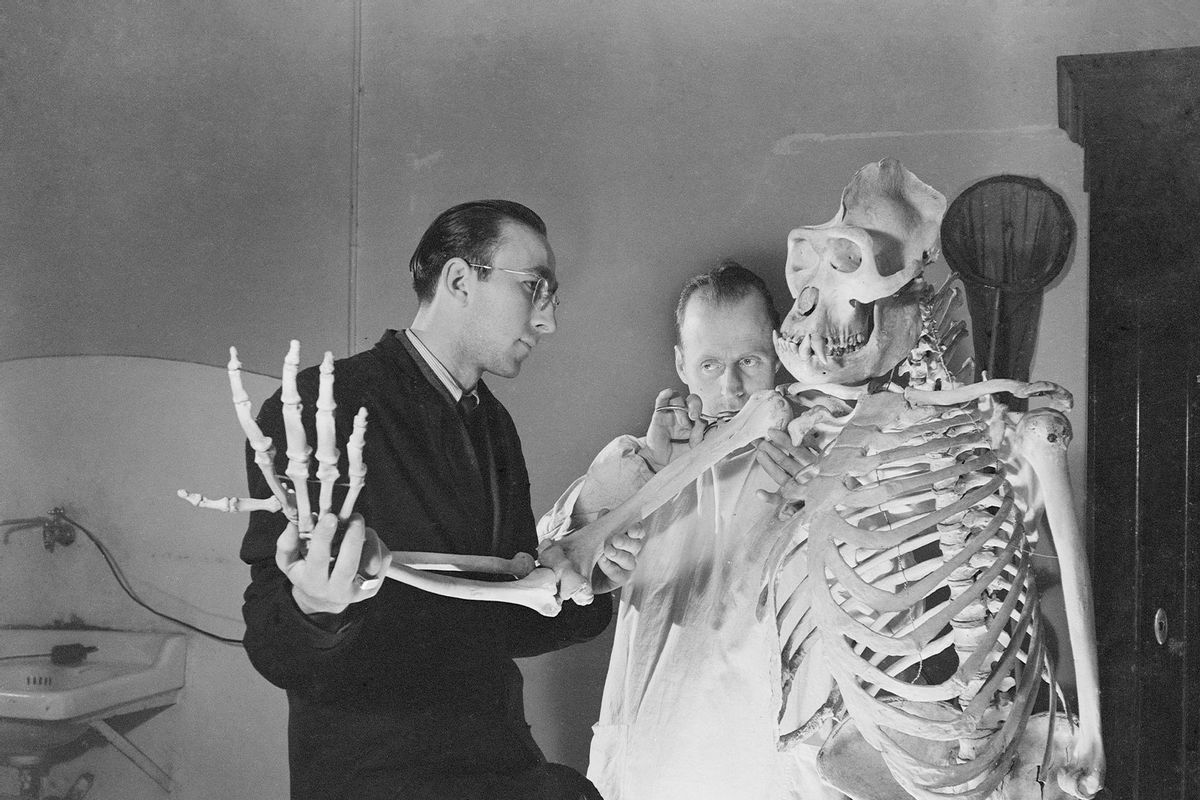 A gorilla skeleton at a Museum of Natural History in Italy, circa 1955. (Archivio Cameraphoto Epoche/Getty Images)