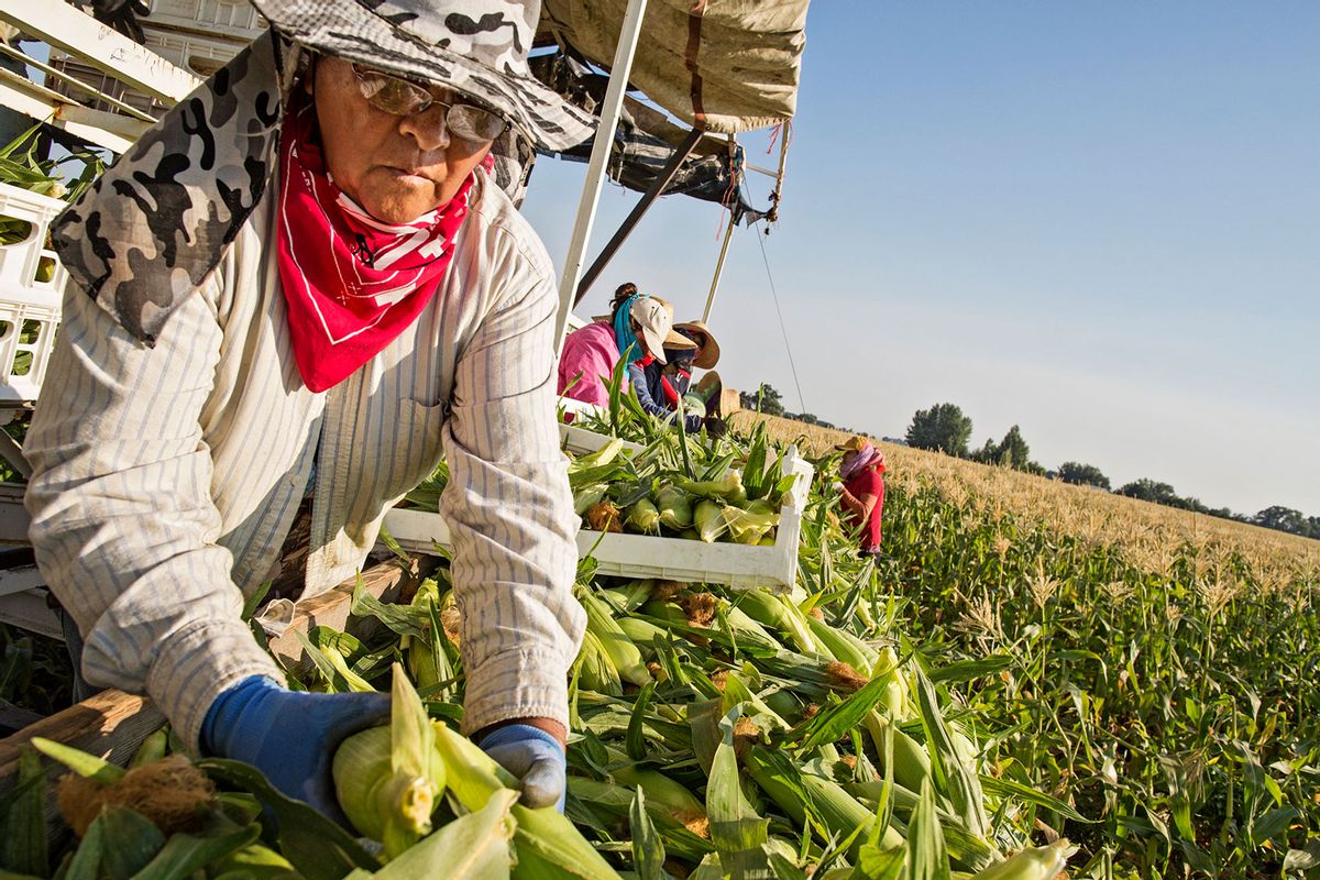 Hispanic farmworkers picking corn in field (Getty Images/Hill Street Studios)