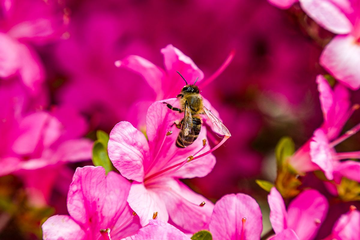 A Carniolan honey bee (Apis mellifera carnica) collecting nectar from a blooming blossoms of an azaleas (Rhododendron) bush. (Frank Bienewald/LightRocket via Getty Images)