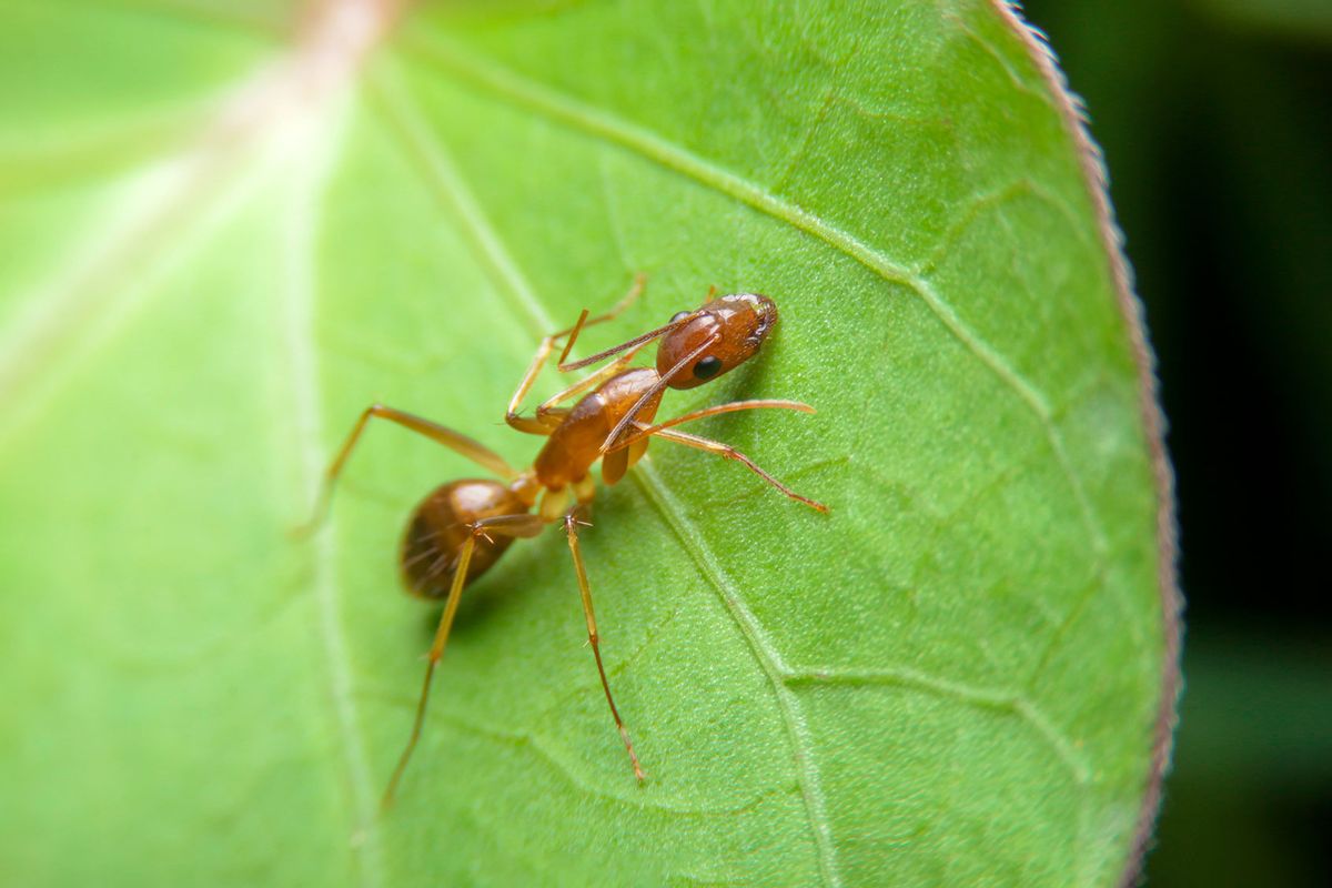 Close-up of yellow crazy ant on green leaf (Getty Images/afe207)