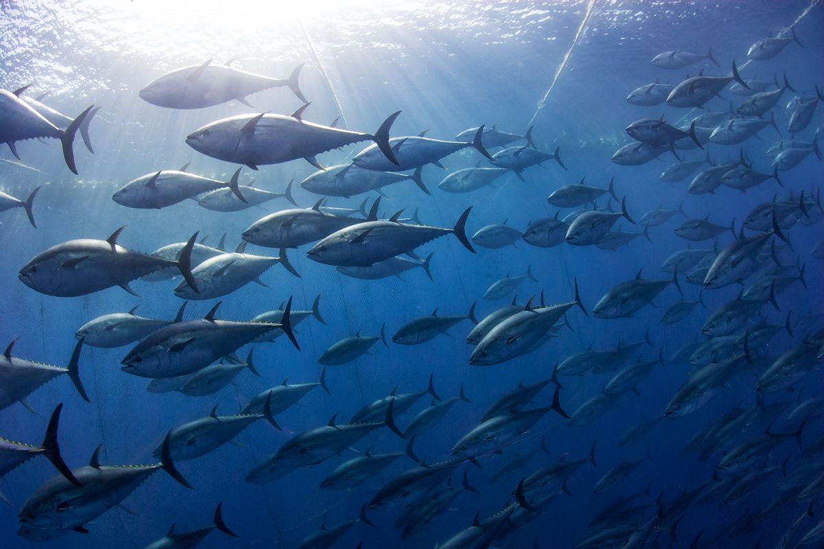 Atlantic bluefin tuna (Thunnus thynnus) trapped in a seine fishing net. (Getty Images/Antonio Busiello)