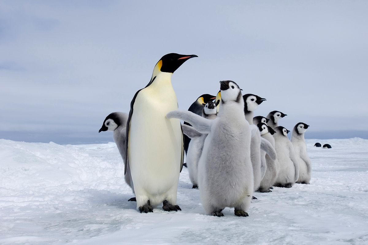 Emperor Penguin, Aptenodytes forsteri, adults and chicks at colony Snow Hill Island, Antarctica (David Tipling/Education Images/Universal Images Group via Getty Images)