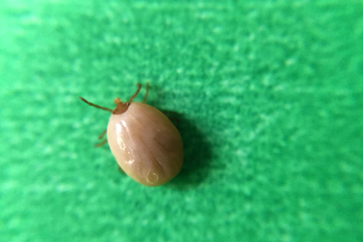 Engorged Deer Tick. Deer ticks (also called black-legged ticks) and can transmit the pathogens that cause tickborne diseases such babesiosis and Lyme disease. (IMAGE POINT FR/NIH/NIAID/BSIP //Universal Images Group via Getty Images)