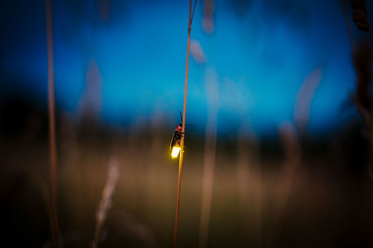Firefly (Getty Images/Jeremy_Hogan)
