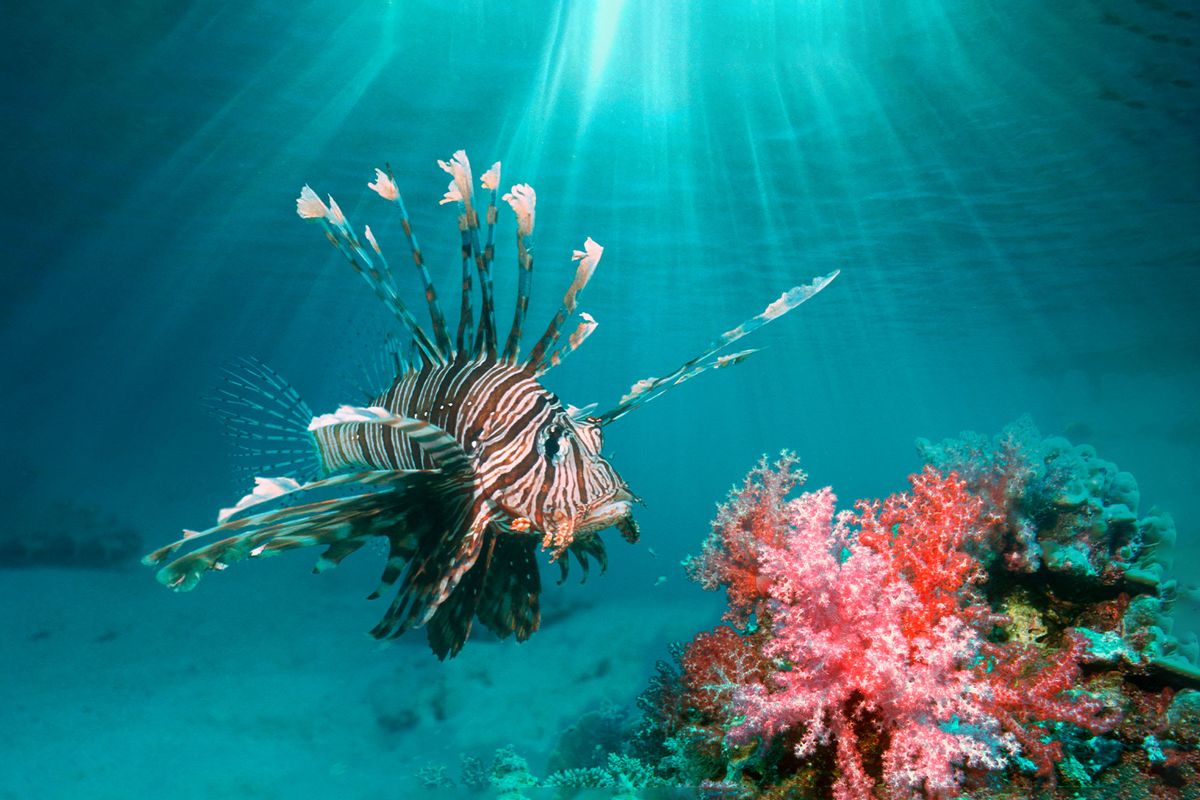 Lionfish (Getty Images/Georgette Douwma)