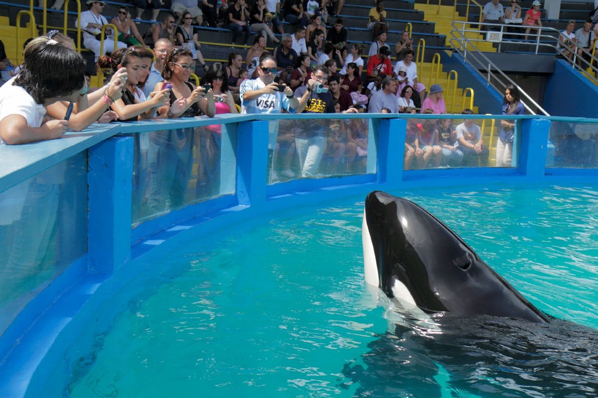 The audience at the Miami Seaquarium watching Lolita the killer whale at its 40th anniversary performance. (Jeff Greenberg/Universal Images Group via Getty Images)