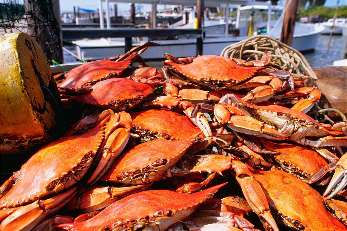 Close-up of crabs, Annapolis, Maryland, USA (Getty Images/Glowimages)