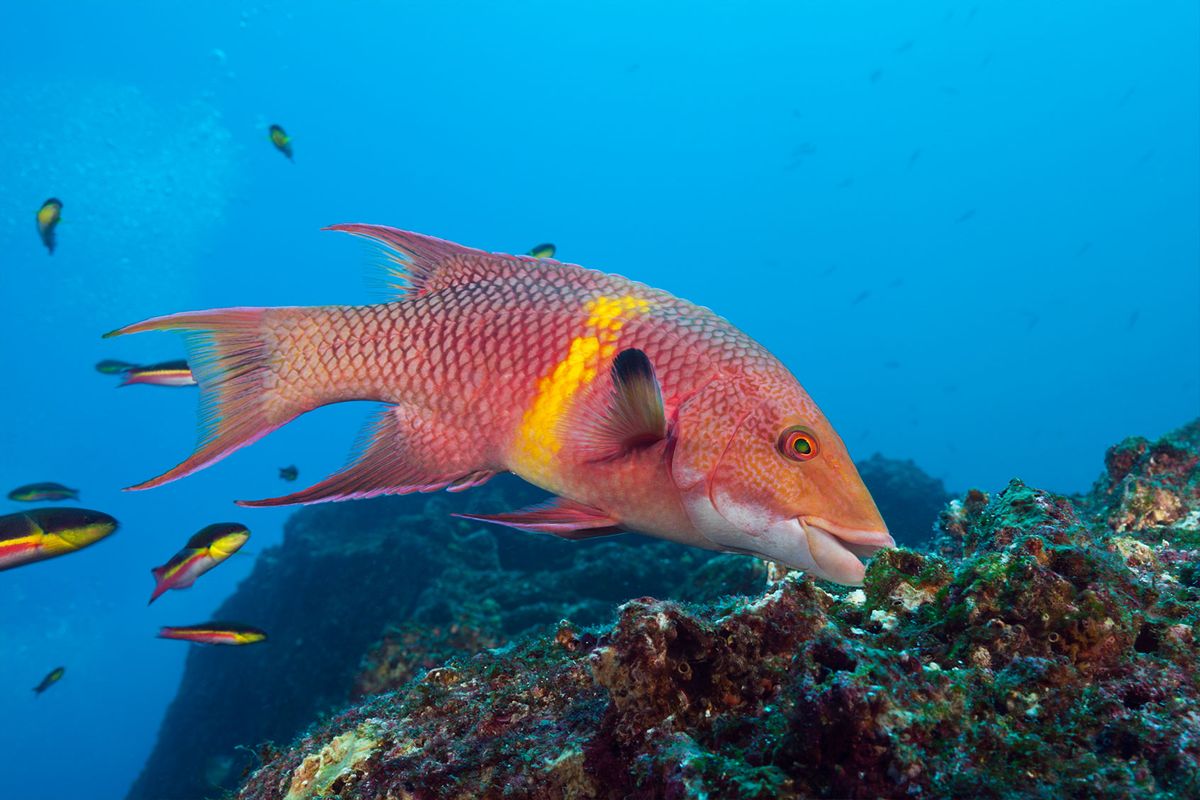 Mexican Hogfish (Reinhard Dirscherl\ullstein bild via Getty Images)