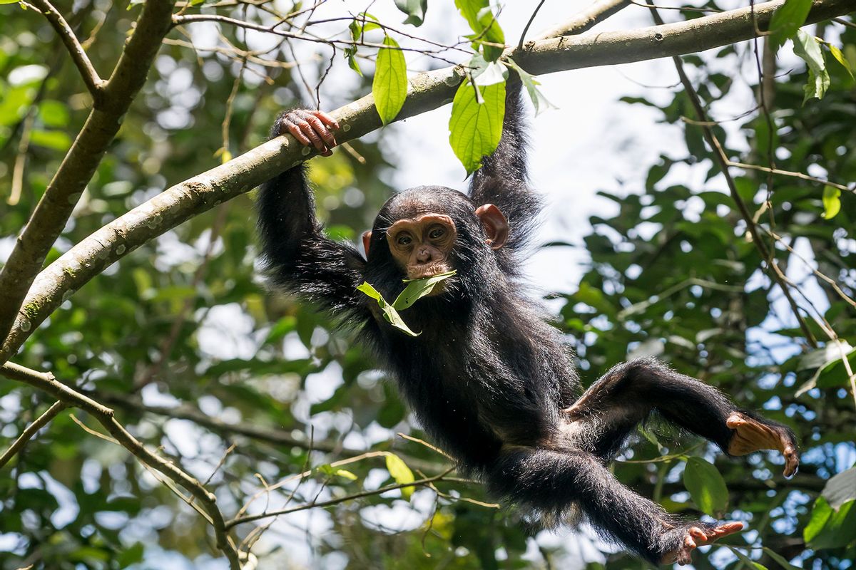 Infant Chimpanzee in tree with leaf in mouth. (Getty Images/Yannick Tylle)
