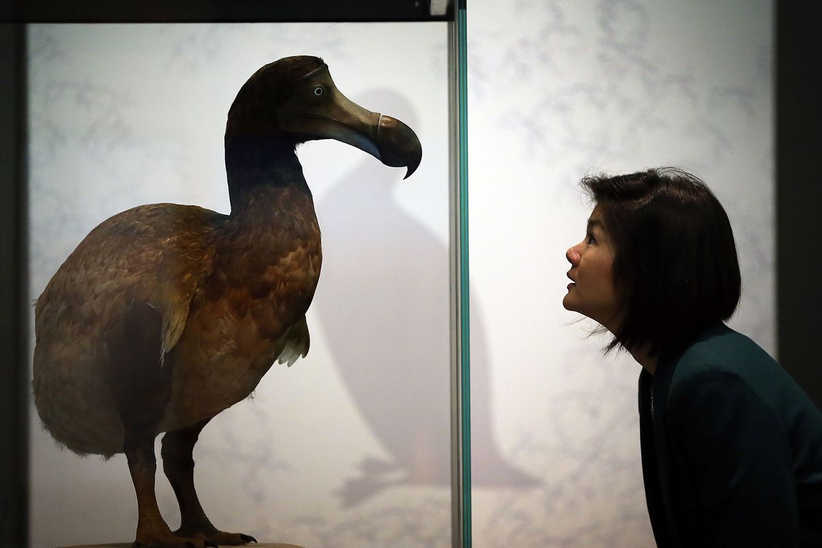 A museum employee looks at a Dodo in display at the 'Extinction: Not the End of the World?' exhibition at The Natural History Museum on February 5, 2013 in London, England. (Peter Macdiarmid/Getty Images)