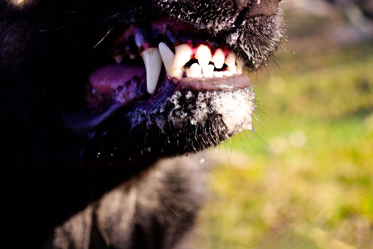 Dog teeth growling, close-up (Getty Images/Виталий Куликов)