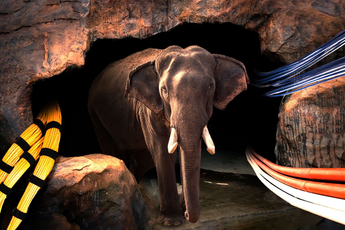 The Elephant in the cave (Photo illustration by Salon/Getty Images)