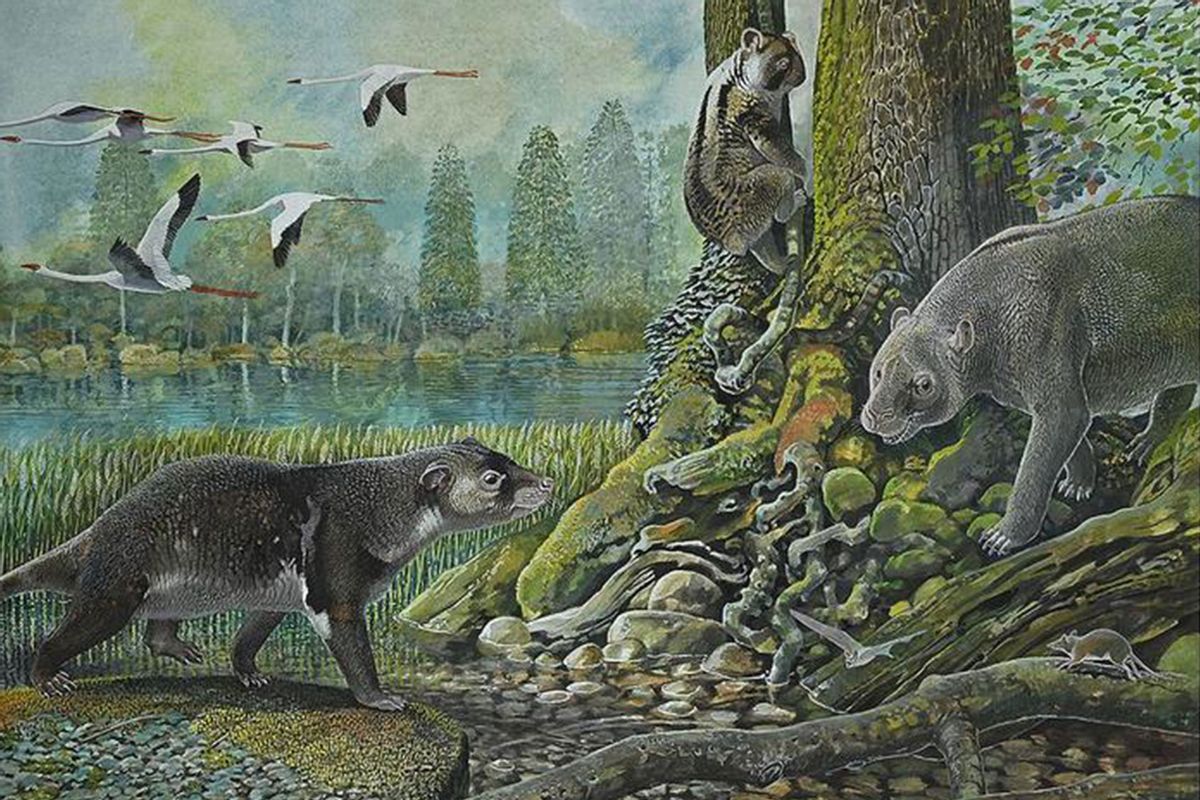 Reconstruction of the 25 million year old Ditjimanka Lumakoala blackae, featuring (left to right) the wallaby-sized herbivore Muramura williamsi, extinct koala relative Madakoala devisi and the calf-sized ilariid (Ilaria lawsone). (Illustration courtesy of Peter Schouten)
