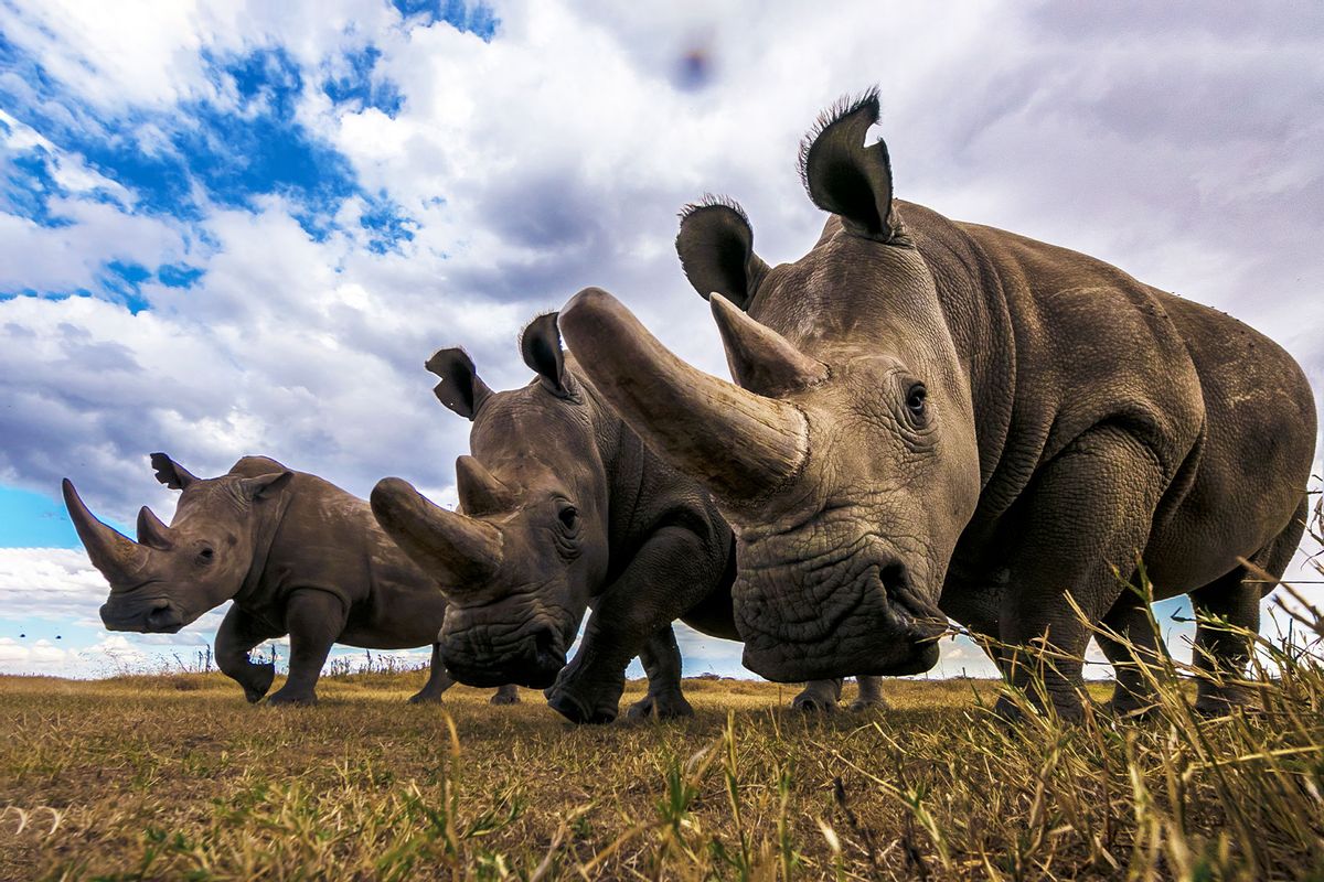 Rare Northern white rhinos in Laikipia Savanna (Getty Images/Manoj Shah)