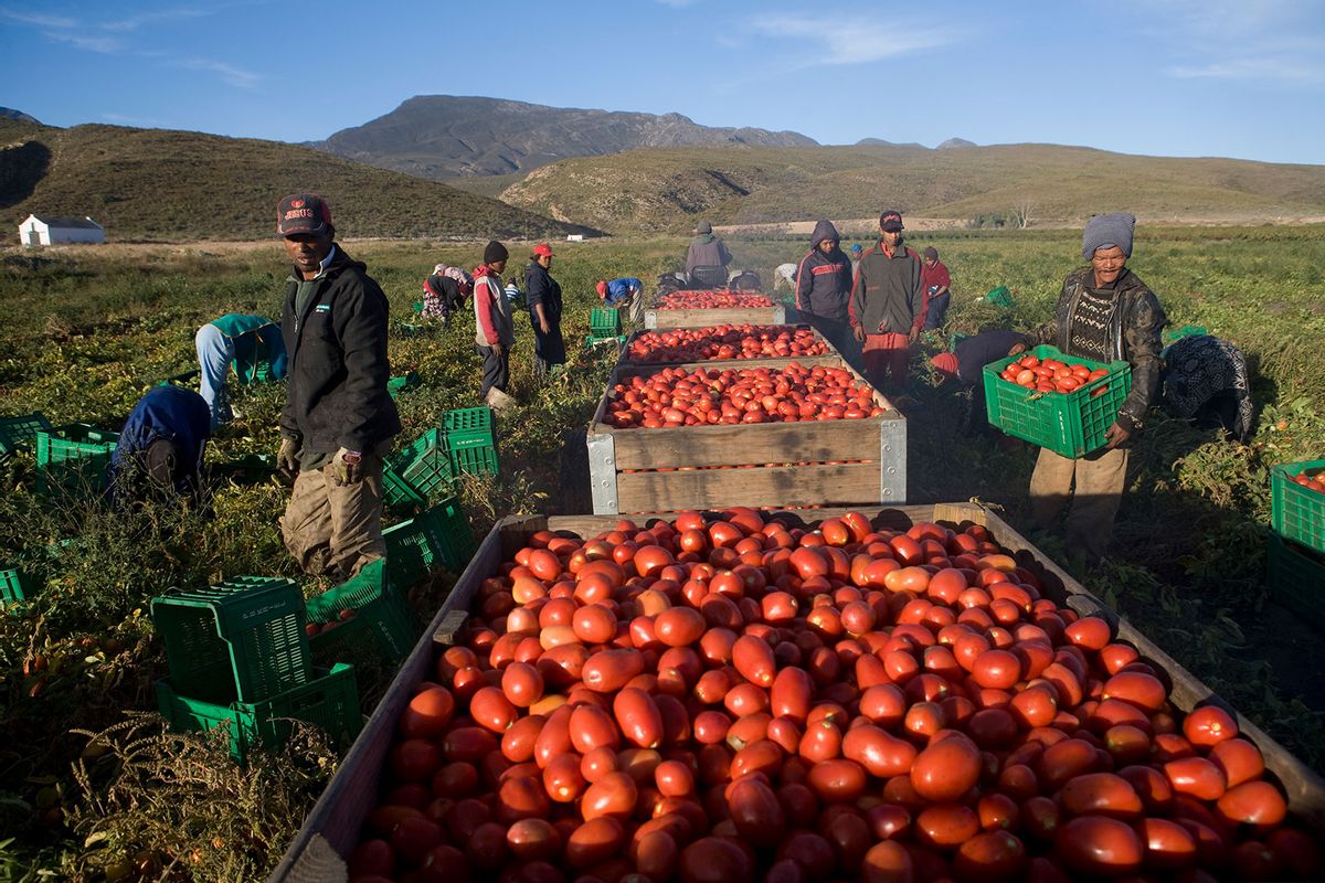 Seasonal farm labourers pick tomatoes on a farm in the Boland region of the Cape Province. These tomatoes were destined to go to a canning factory to be made into tinned tomatoes. (Gideon Mendel/Corbis via Getty Images)